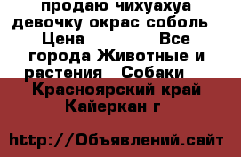 продаю чихуахуа девочку,окрас соболь › Цена ­ 25 000 - Все города Животные и растения » Собаки   . Красноярский край,Кайеркан г.